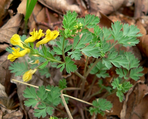 {Corydalis flavula}